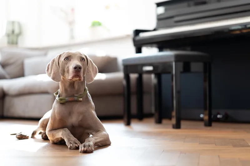 YAMAHA: Hund am Klavier